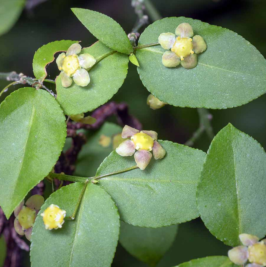 Hearts a Bustin’ / Strawberry Bush - Euonymus americanus