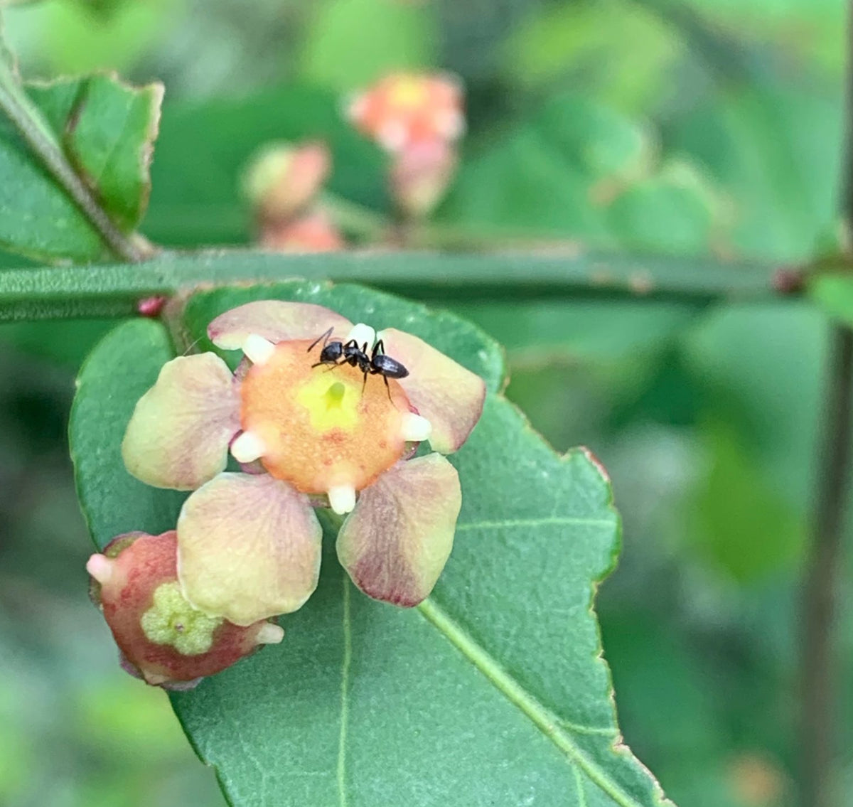Hearts a Bustin’ / Strawberry Bush - Euonymus americanus