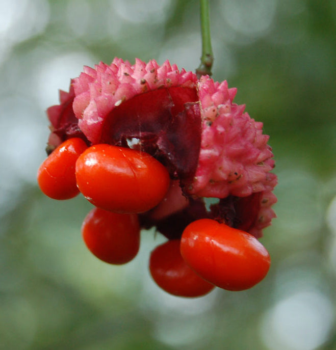 Hearts a Bustin’ / Strawberry Bush - Euonymus americanus