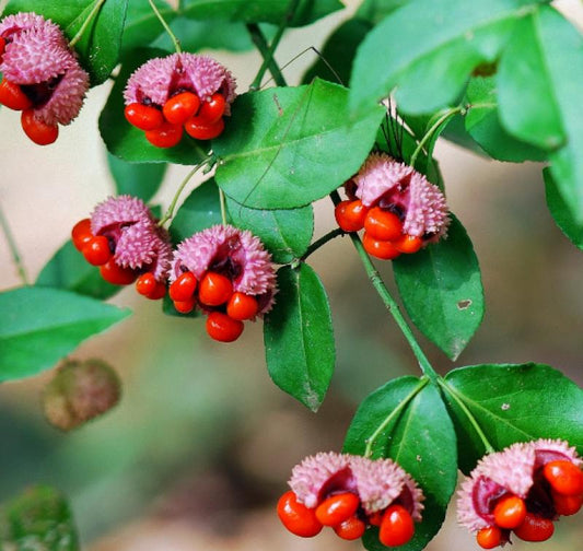 Hearts a Bustin’ / Strawberry Bush - Euonymus americanus