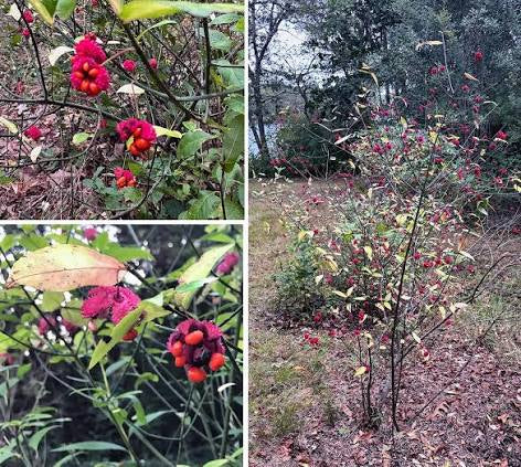Hearts a Bustin’ / Strawberry Bush - Euonymus americanus