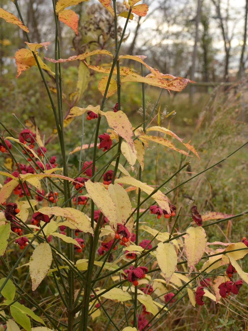 Hearts a Bustin’ / Strawberry Bush - Euonymus americanus