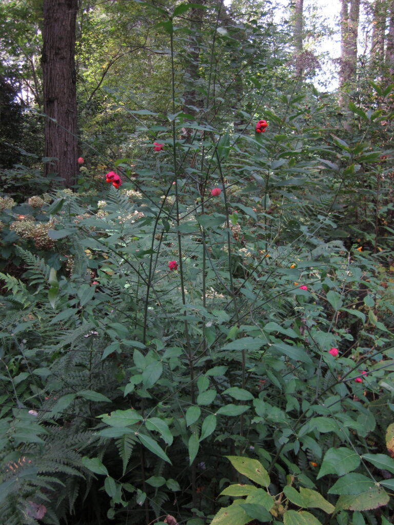 Hearts a Bustin’ / Strawberry Bush - Euonymus americanus