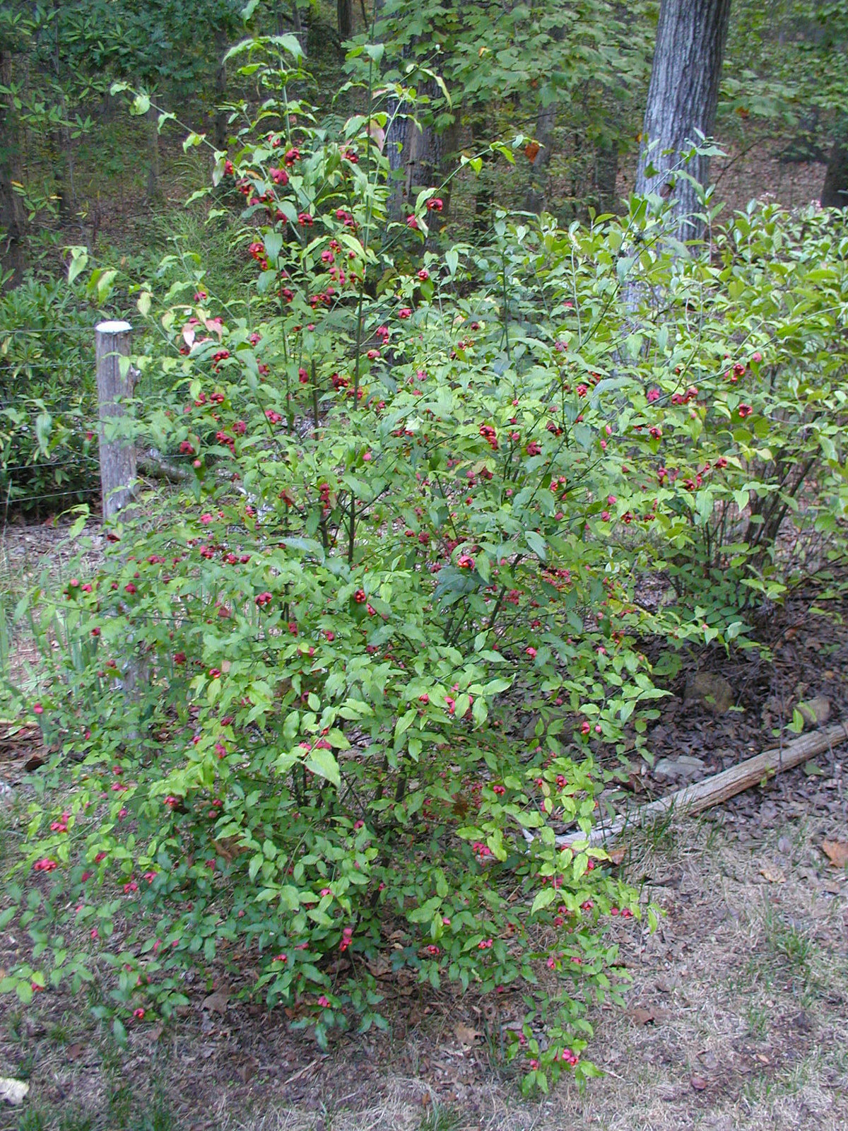 Hearts a Bustin’ / Strawberry Bush - Euonymus americanus