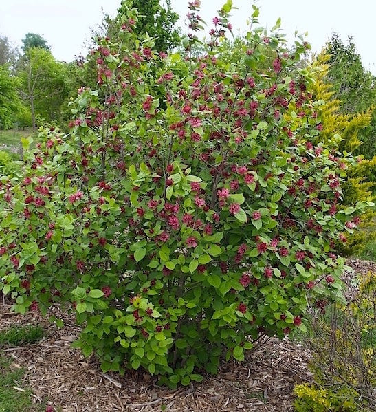 Sweetshrub /  Carolina All Spice - Calycanthus floridus