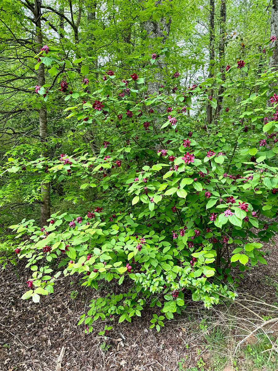 Sweetshrub /  Carolina All Spice - Calycanthus floridus