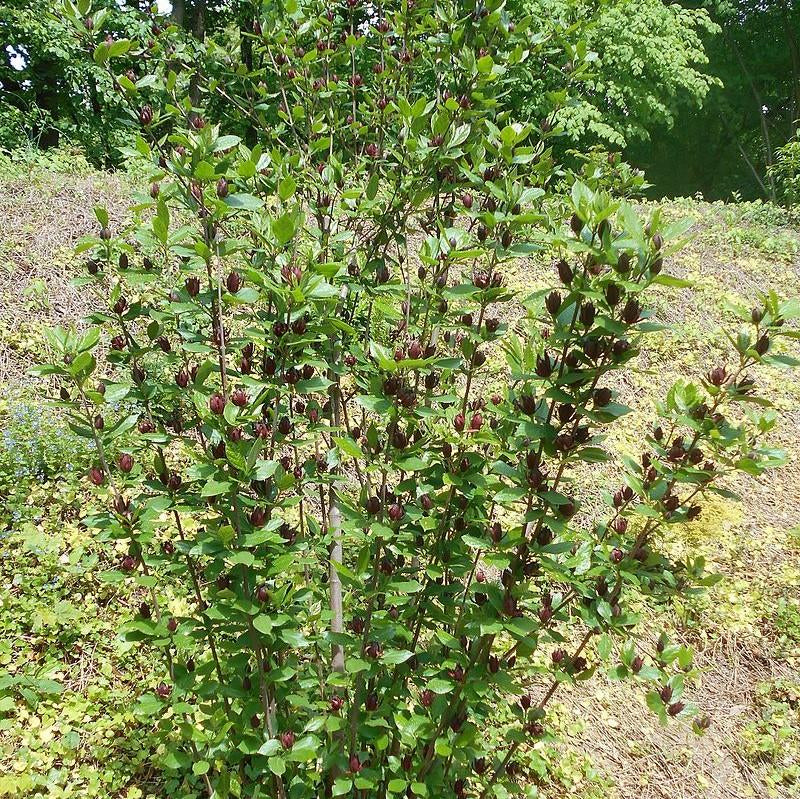 Sweetshrub /  Carolina All Spice - Calycanthus floridus