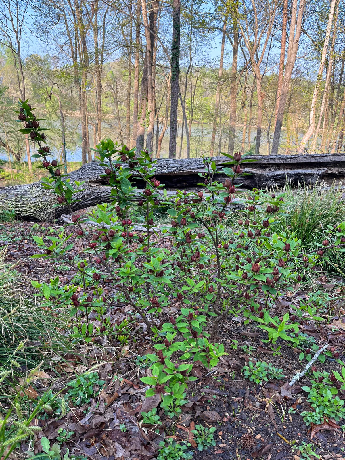 Sweetshrub /  Carolina All Spice - Calycanthus floridus