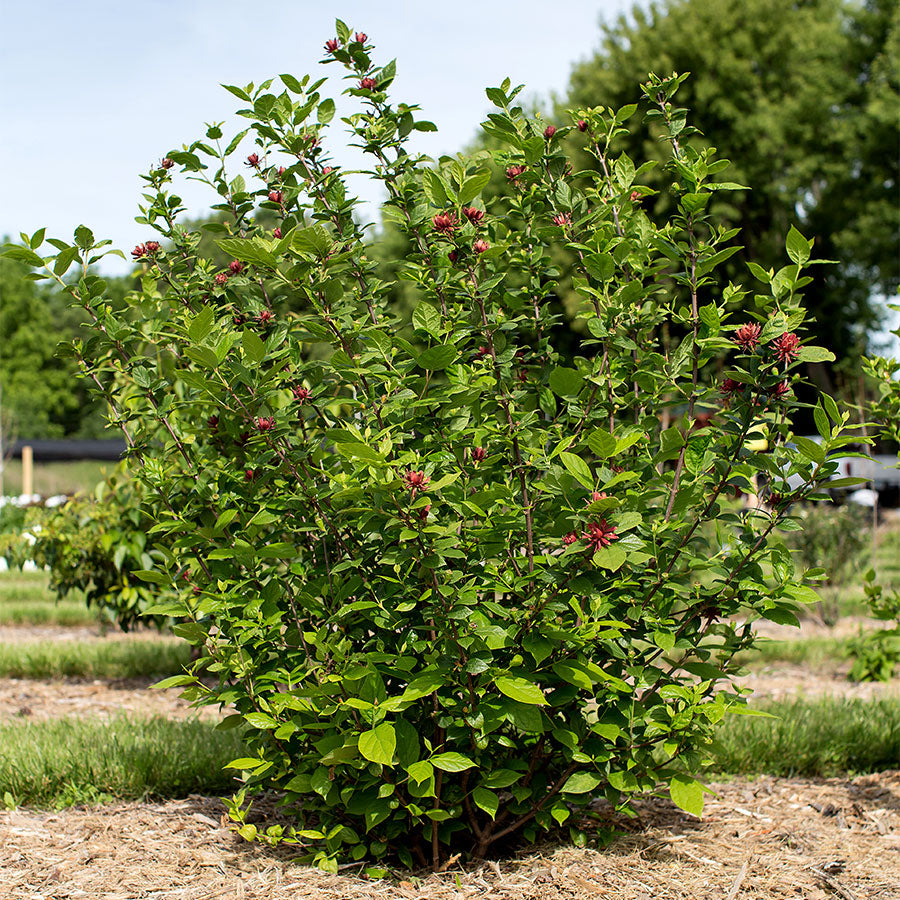 Sweetshrub /  Carolina All Spice - Calycanthus floridus