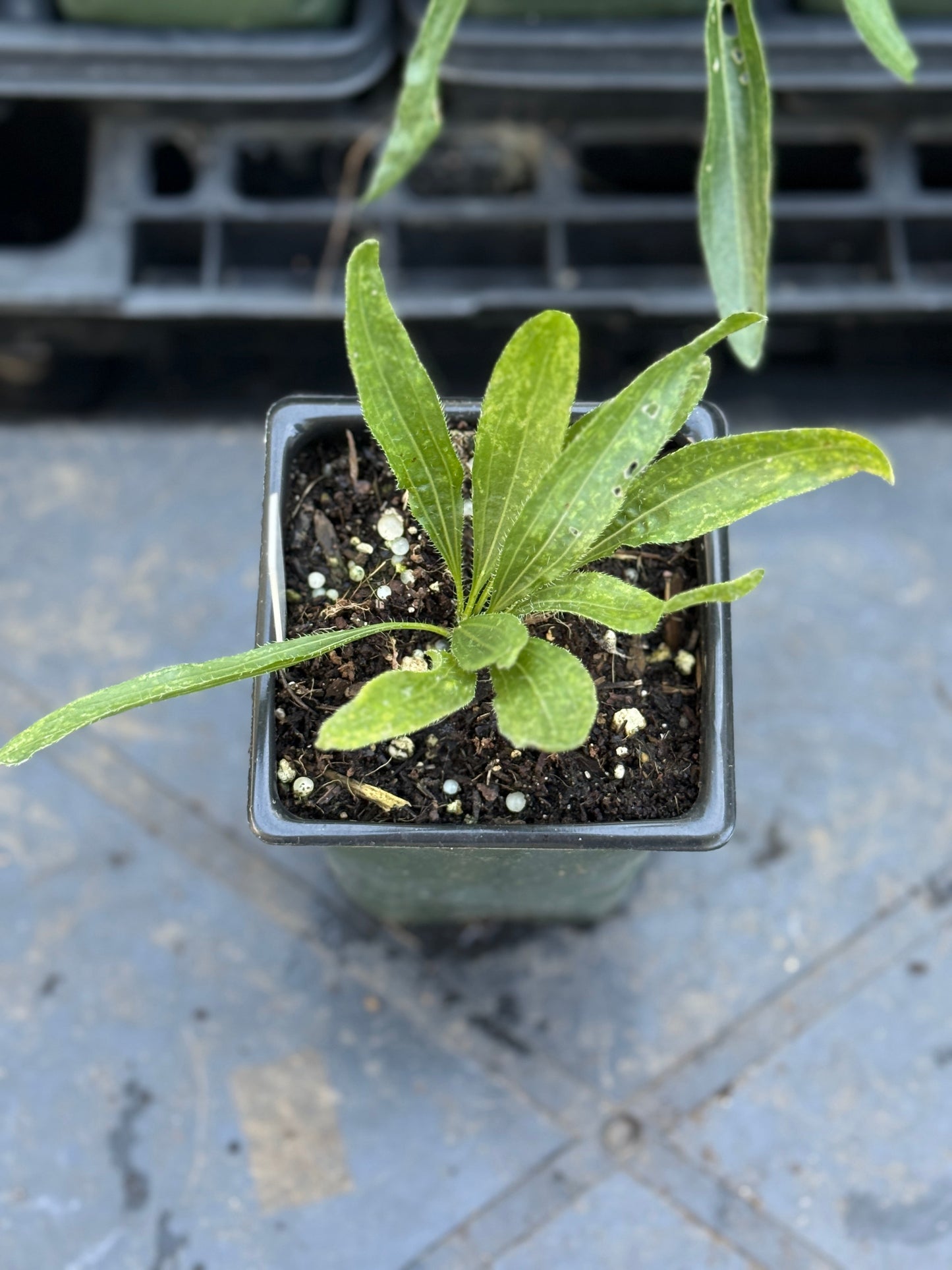 Tennessee Conefiower - Echinacea tennesseensis