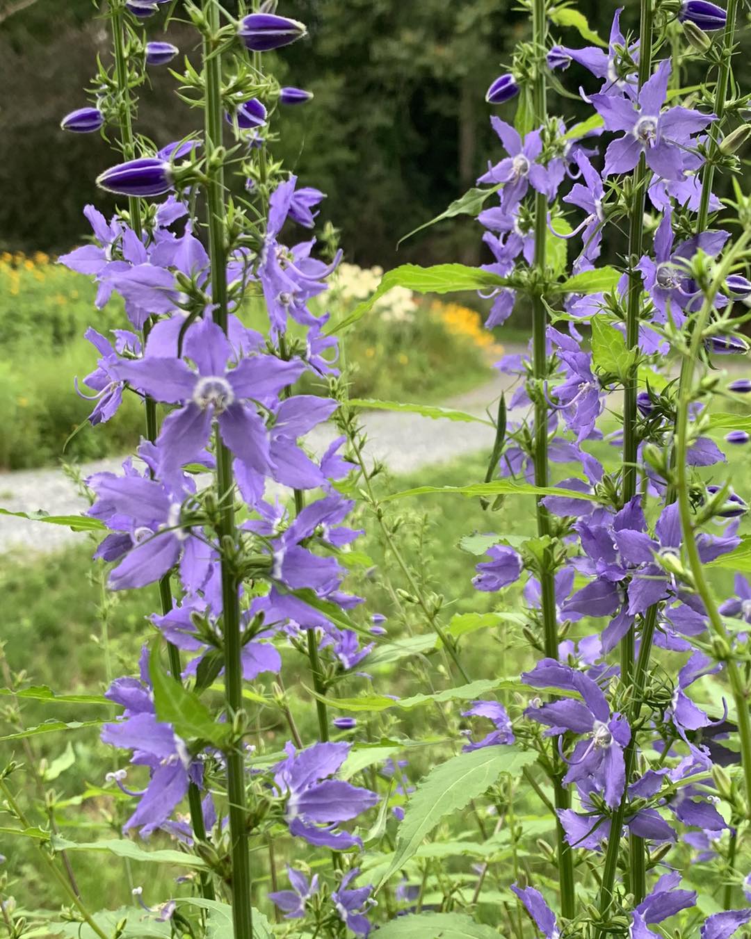 American Bellflower - Campanula americana