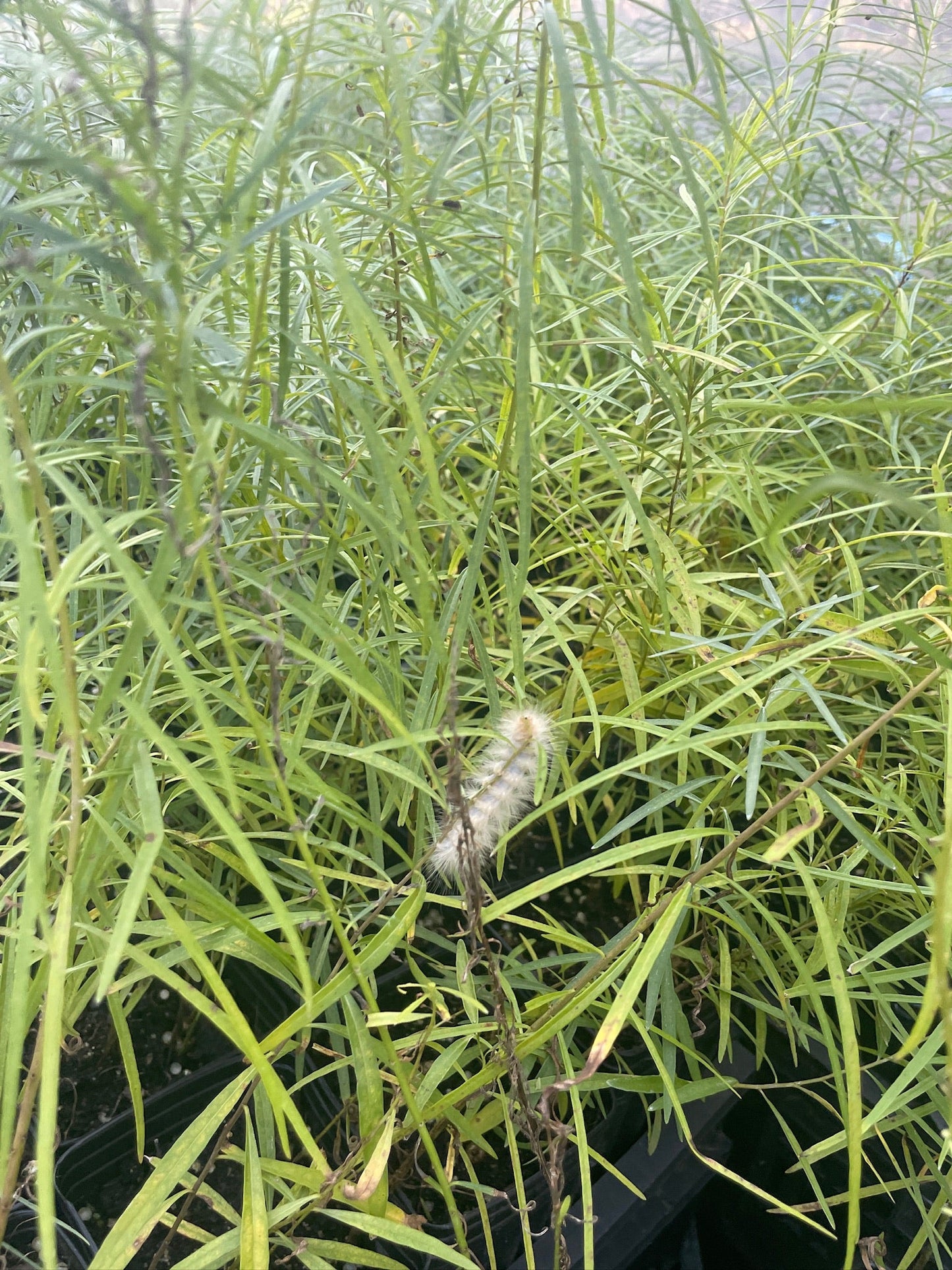Threadleaf Bluestar - Amsonia hubrichtii