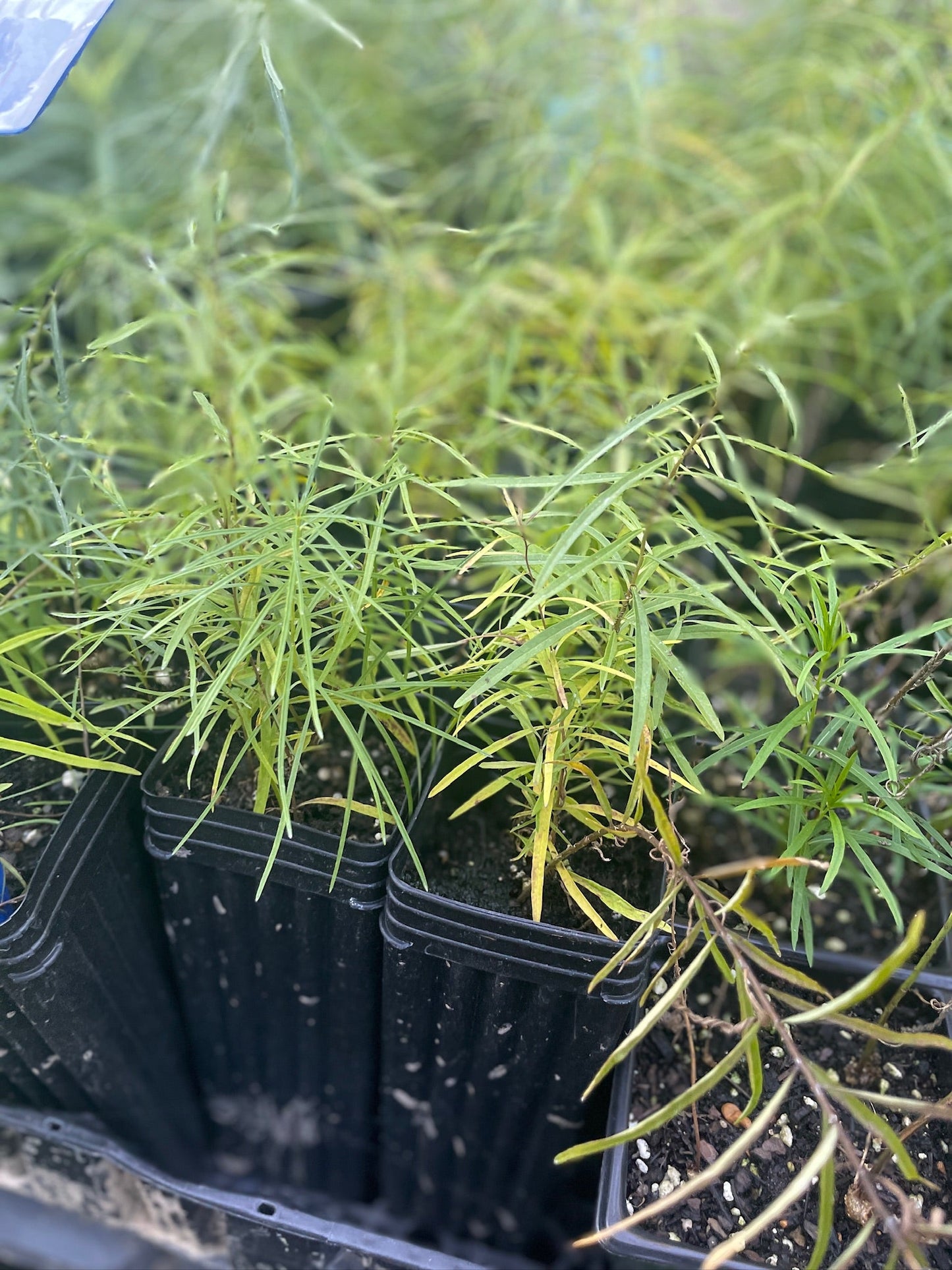 Threadleaf Bluestar - Amsonia hubrichtii