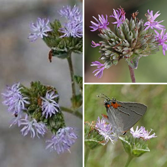 Carolina Elephant Foot - Elephantopus carolinianus