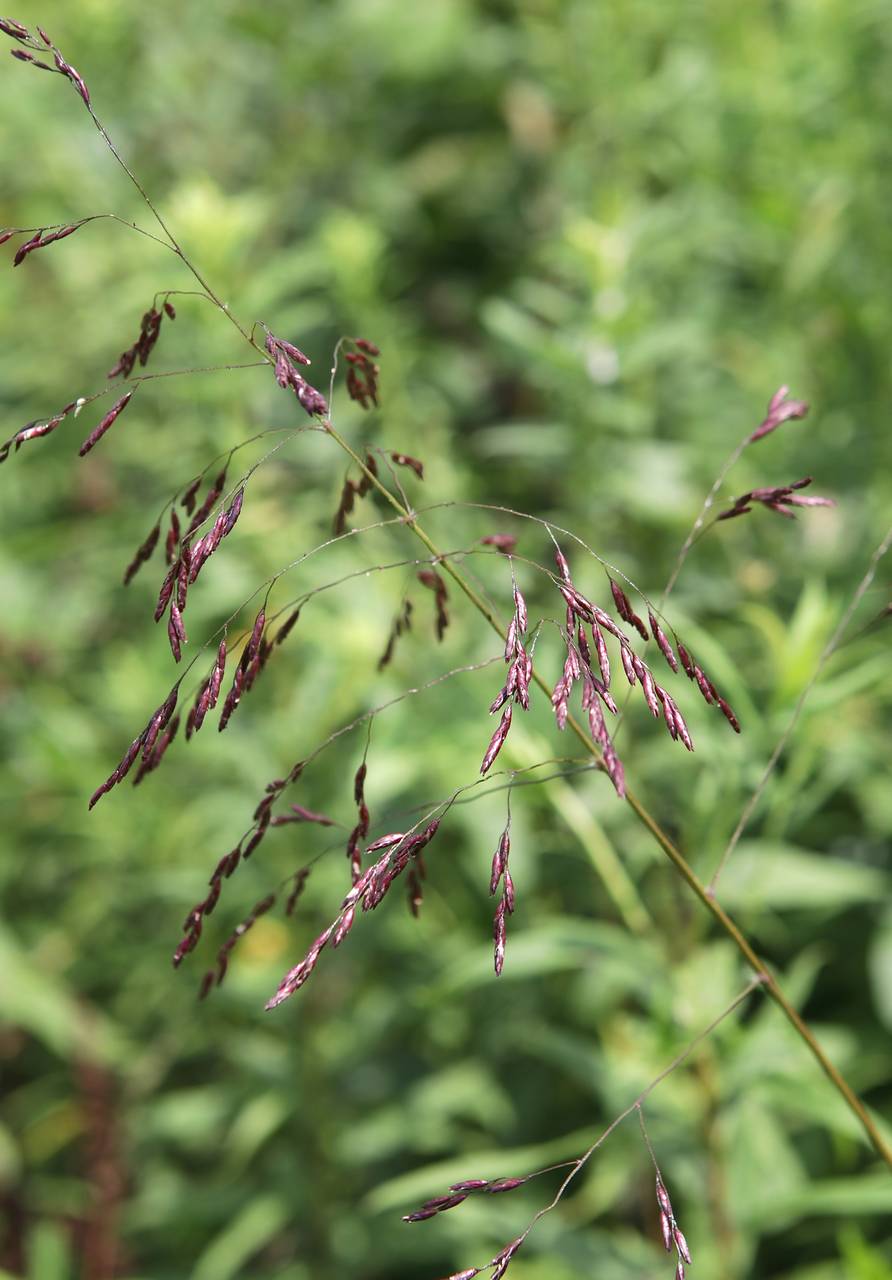 Purple Top Grass - Tridens flavus
