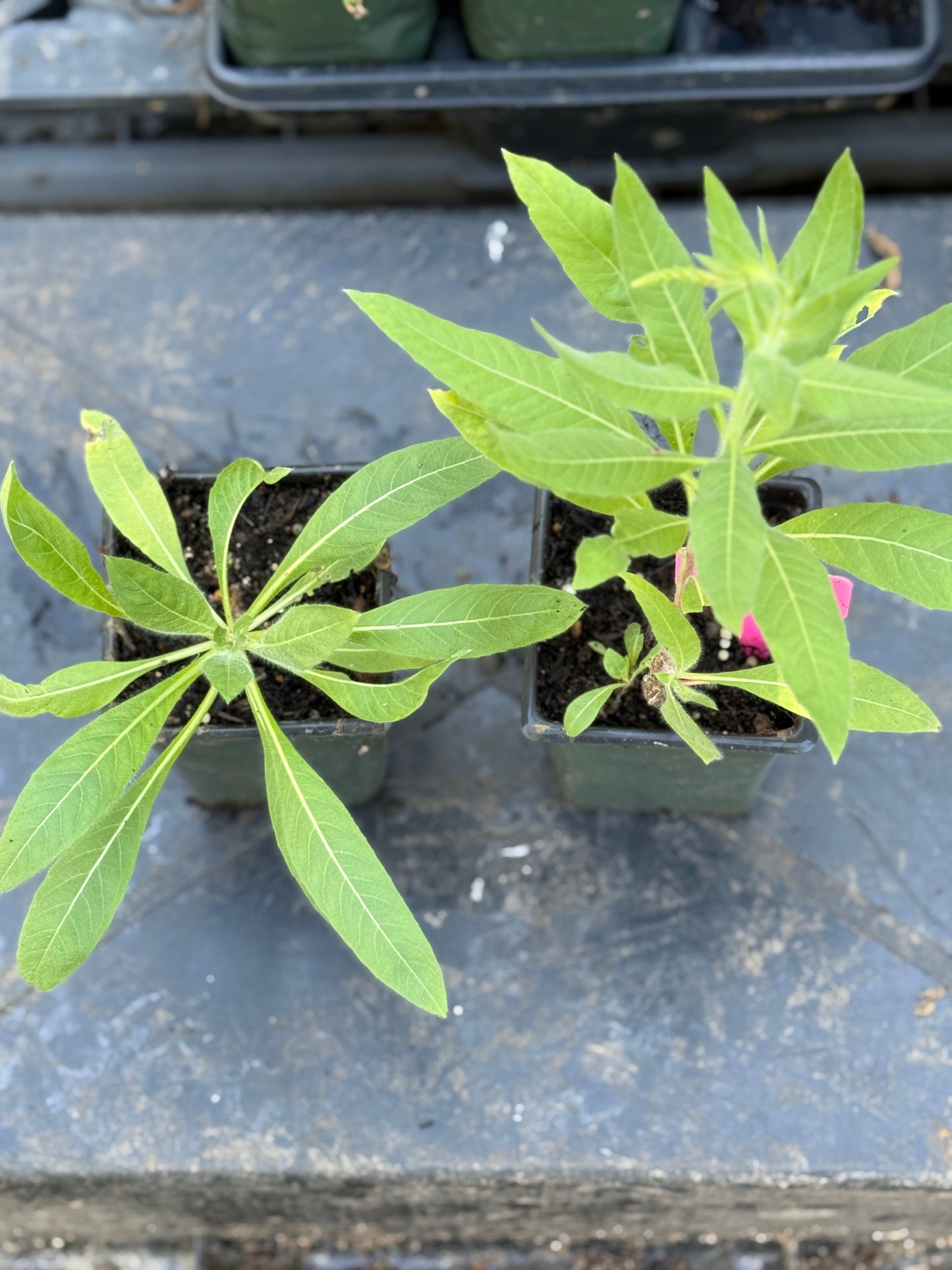 Velvetleaf Gaura - Gaura parviflora/mollis