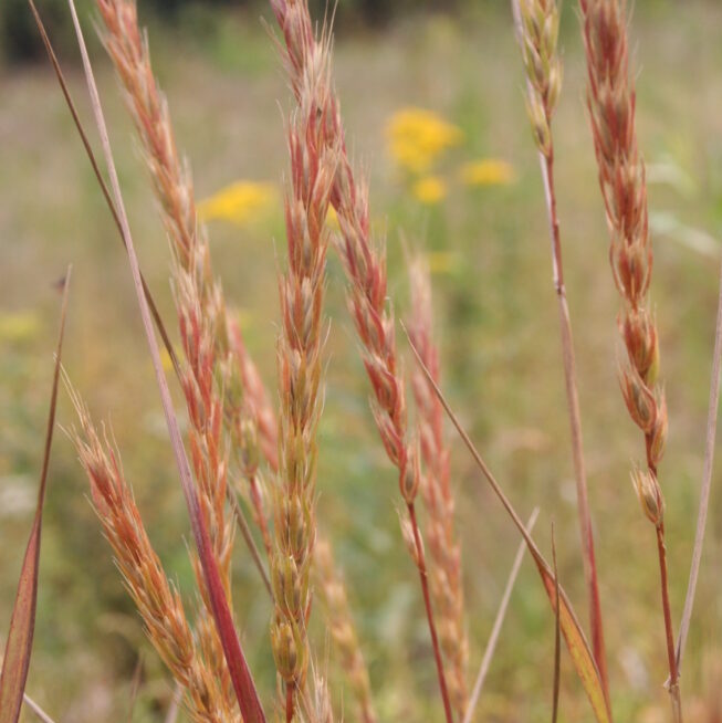 Virginia Wild Rye Grass - Elymus virginicus