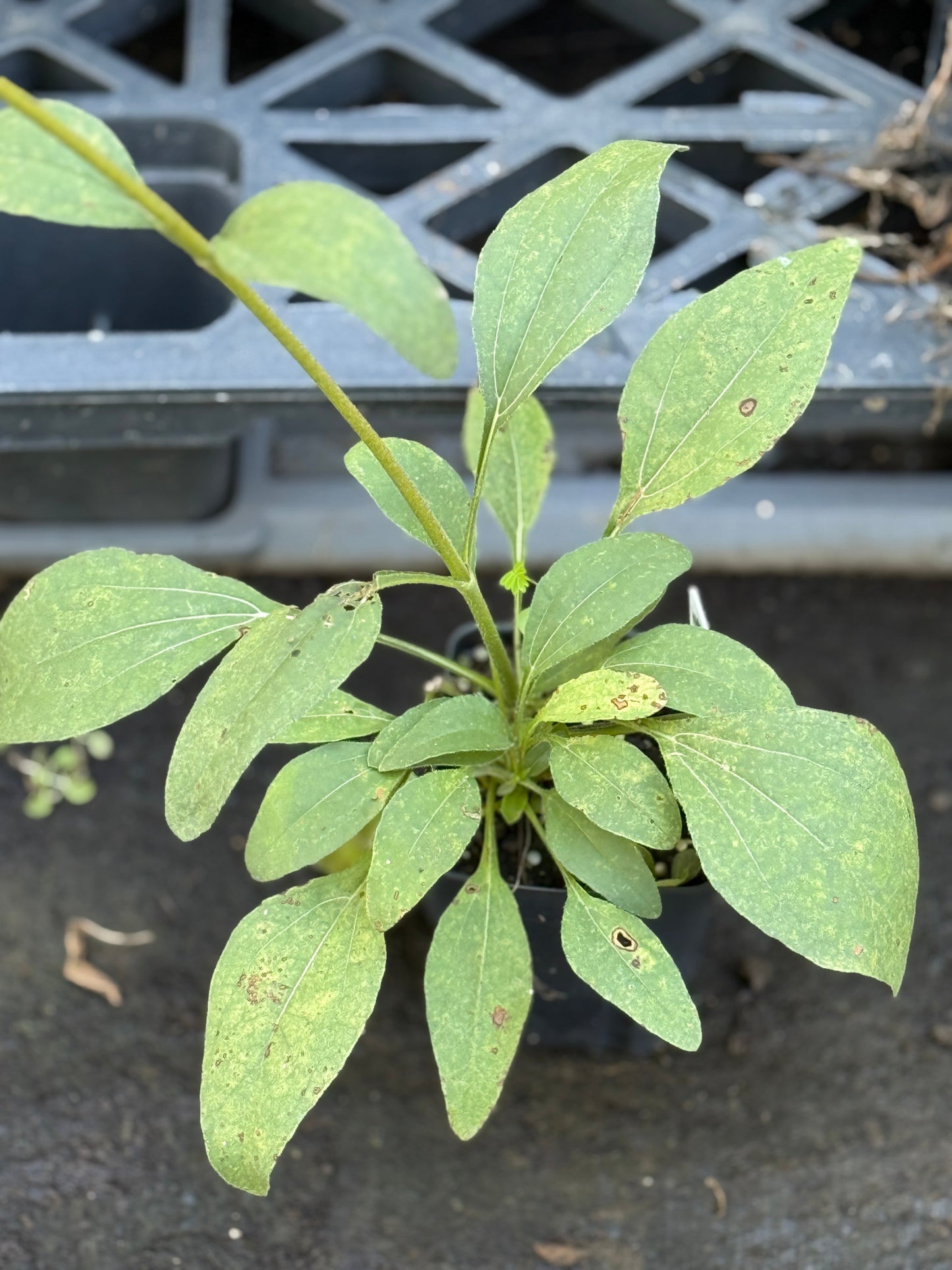 Western Sunflower - Helianthus occidentalis