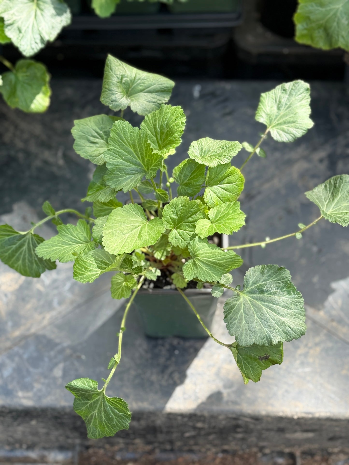 White Avens - Geum canadense