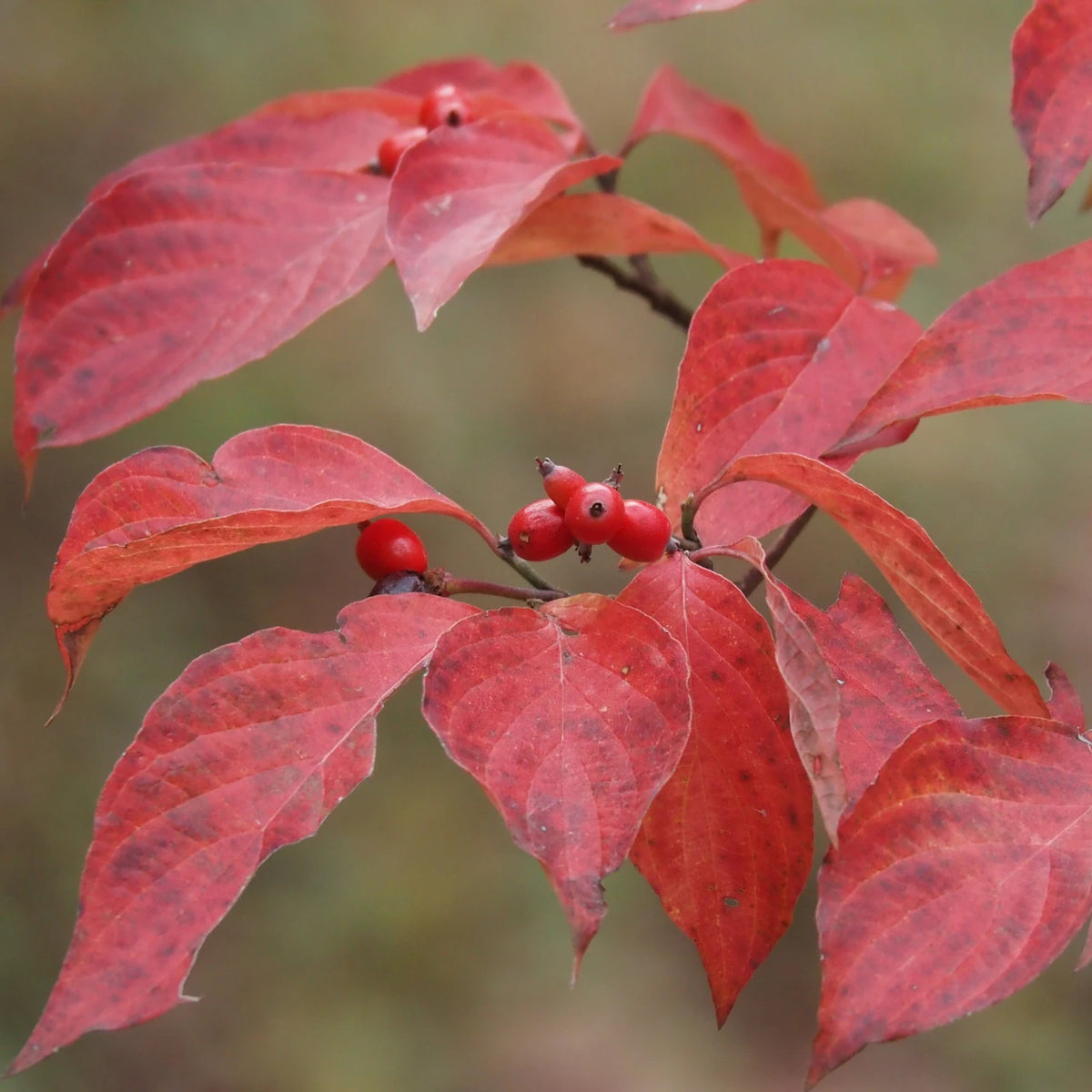 White Flowering Dogwood - Cornus florida