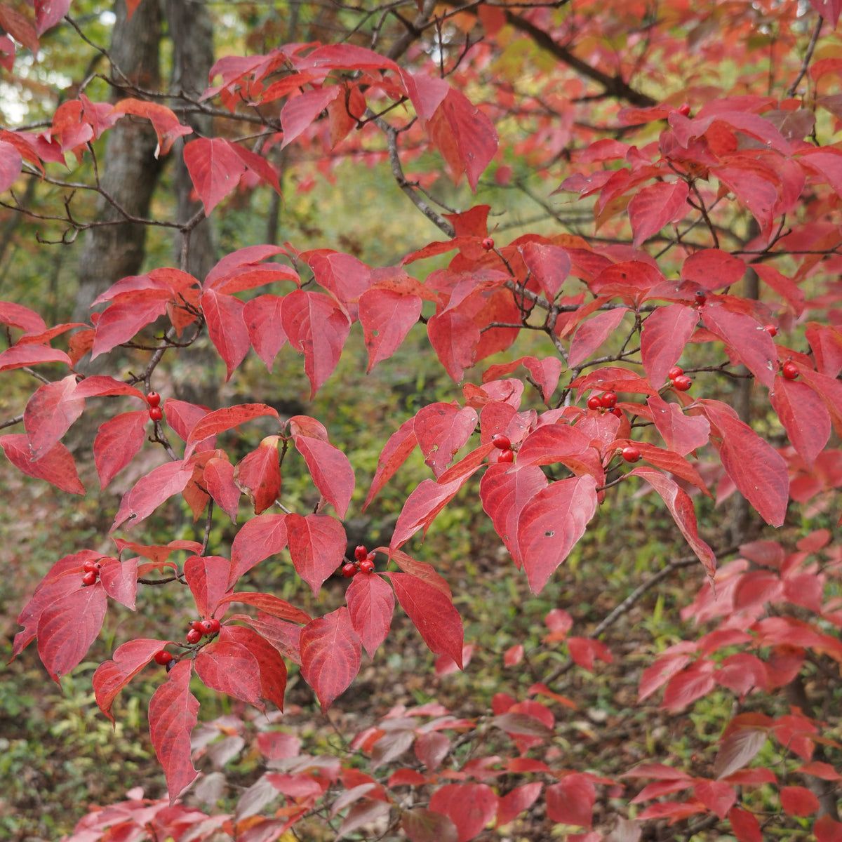 White Flowering Dogwood - Cornus florida