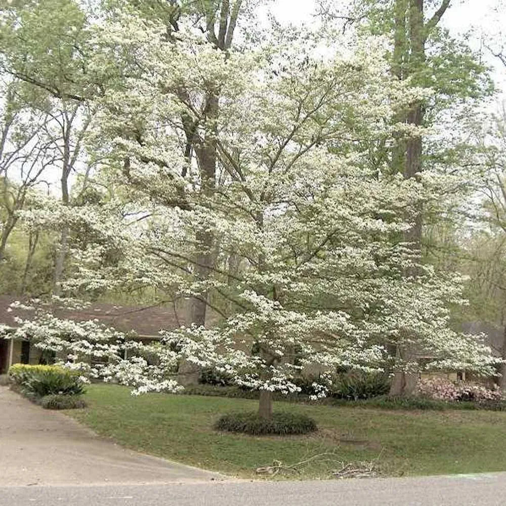 White Flowering Dogwood - Cornus florida
