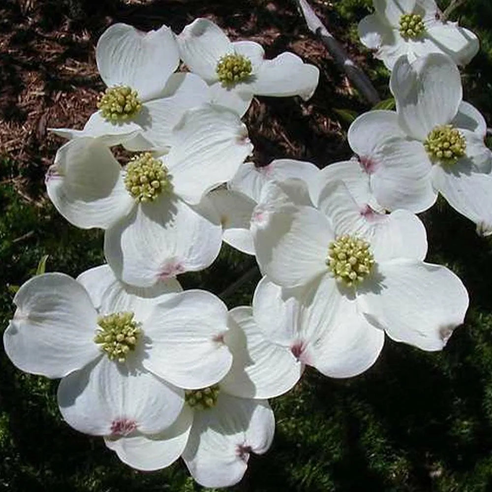White Flowering Dogwood - Cornus florida