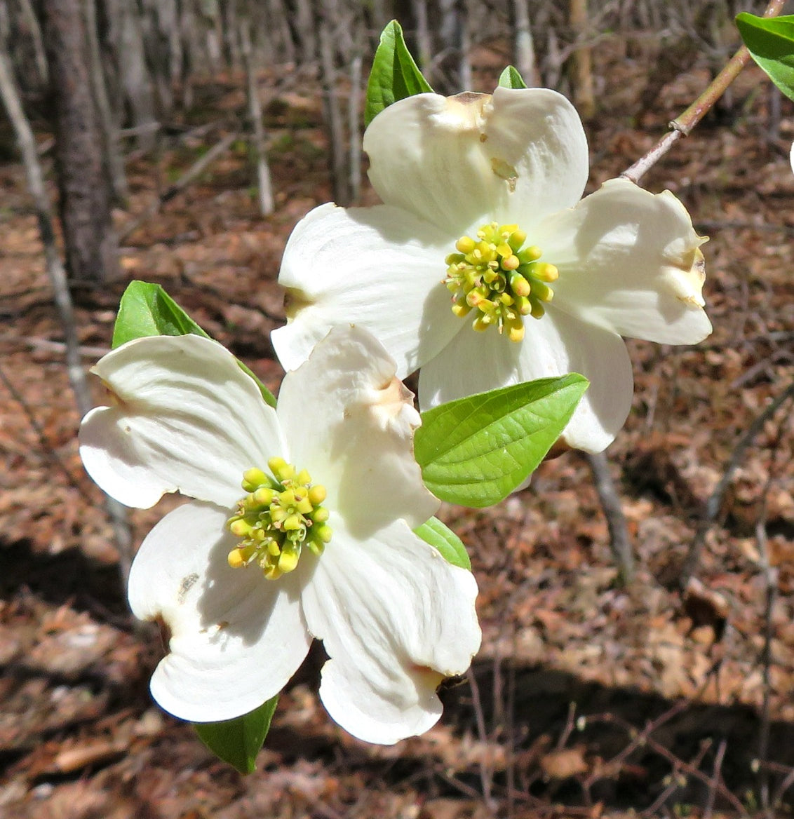 White Flowering Dogwood - Cornus florida