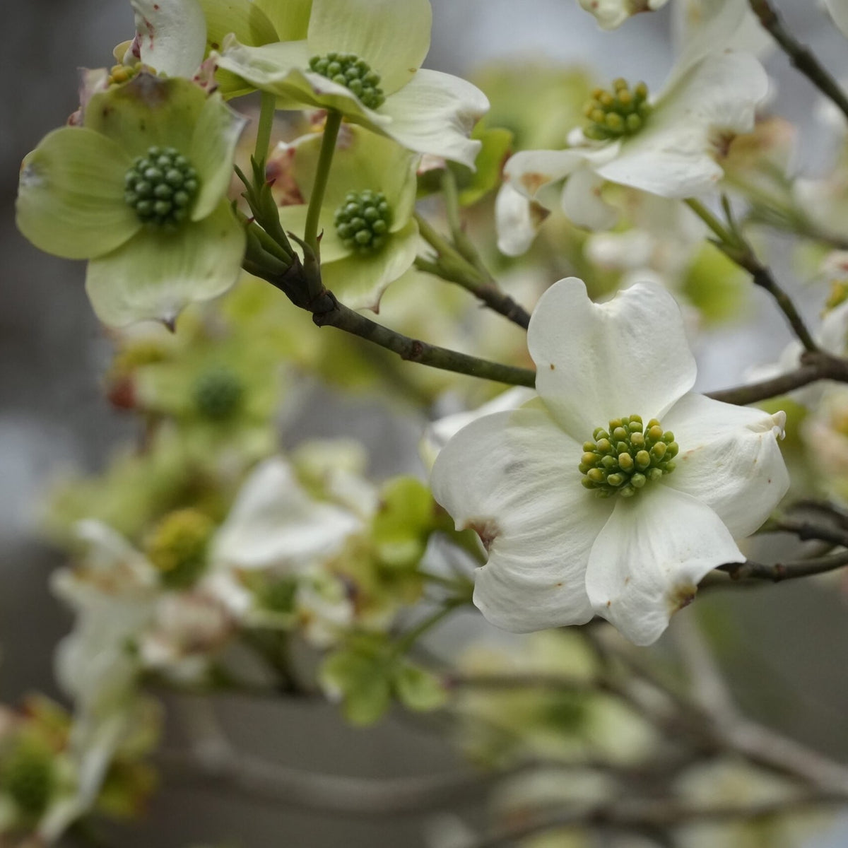White Flowering Dogwood - Cornus florida