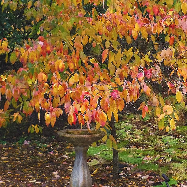 White Flowering Dogwood - Cornus florida