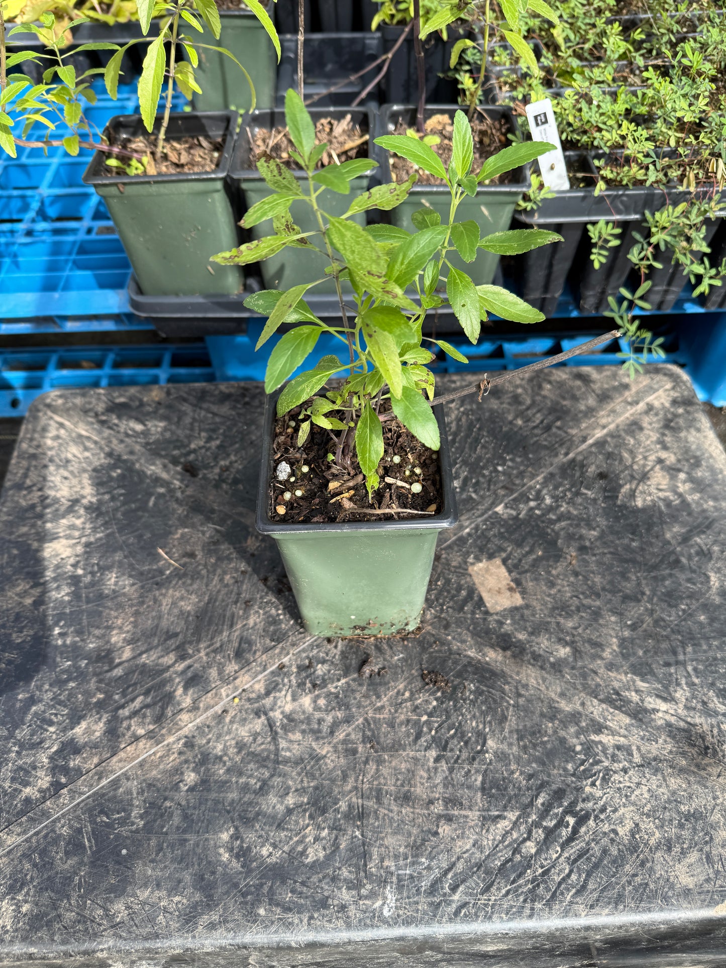 White Mealy Sage - Salvia farinacea