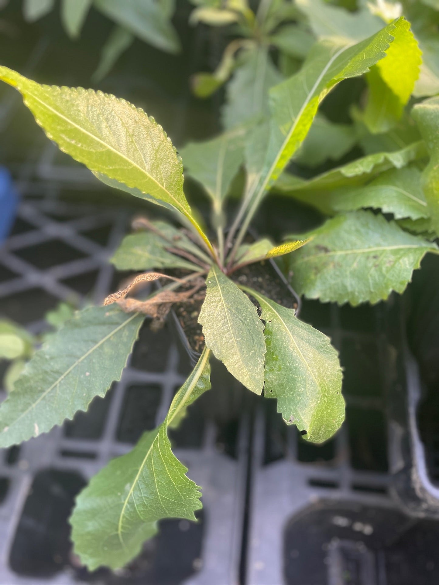 Wild Quinine - Parthenium integrifolium
