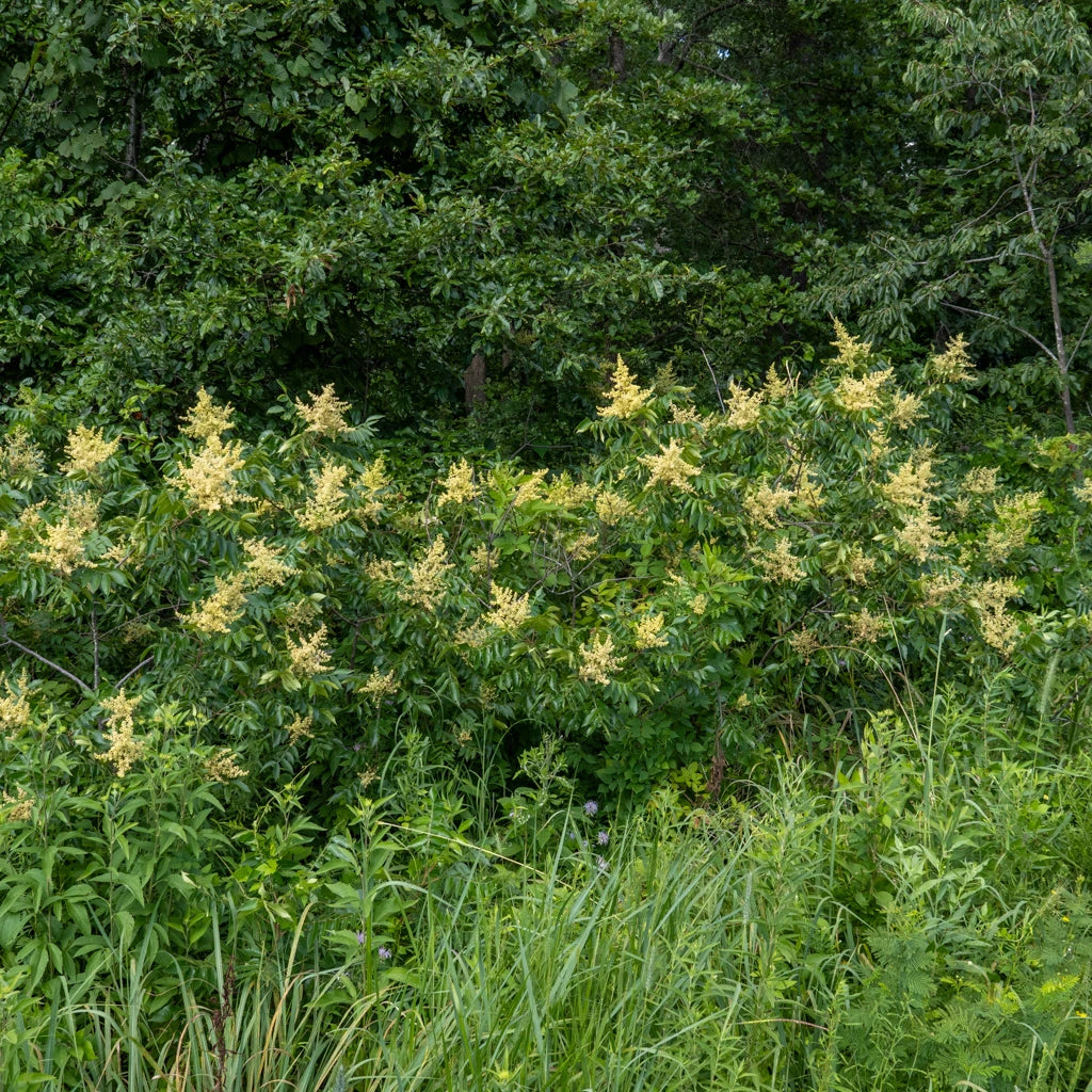 Winged, Shining, or Flameleaf Sumac - Rhus copallina