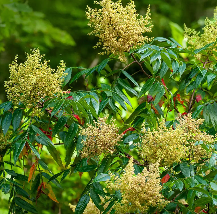 Winged, Shining, or Flameleaf Sumac - Rhus copallina