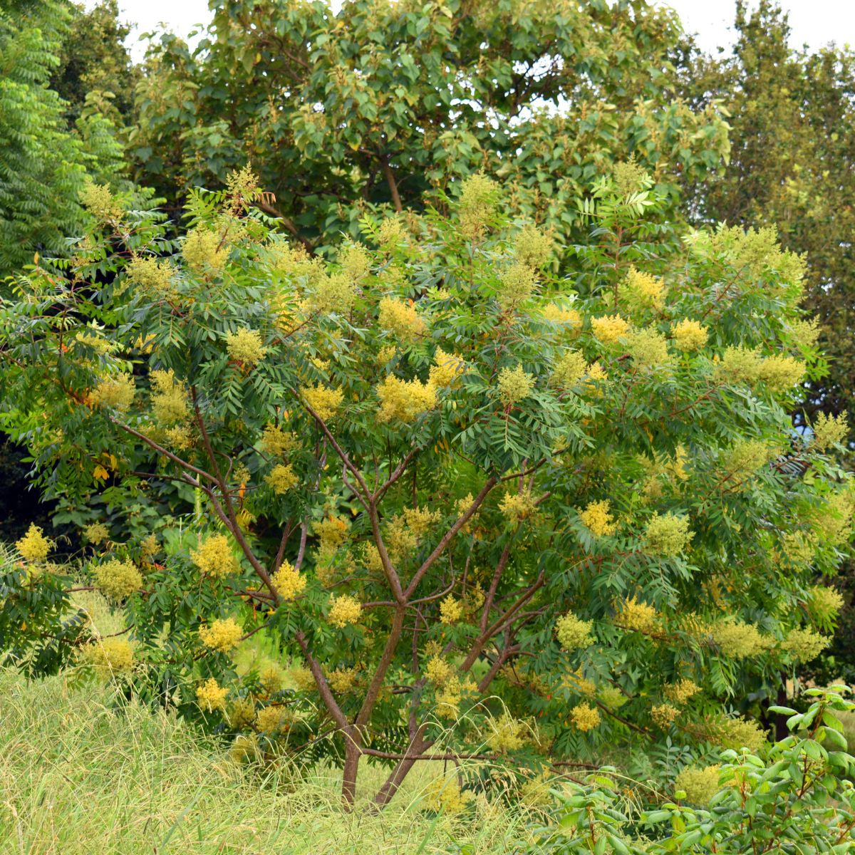 Winged, Shining, or Flameleaf Sumac - Rhus copallina