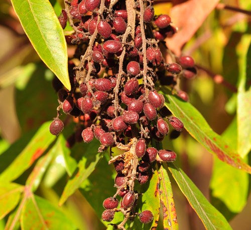 Winged, Shining, or Flameleaf Sumac - Rhus copallina