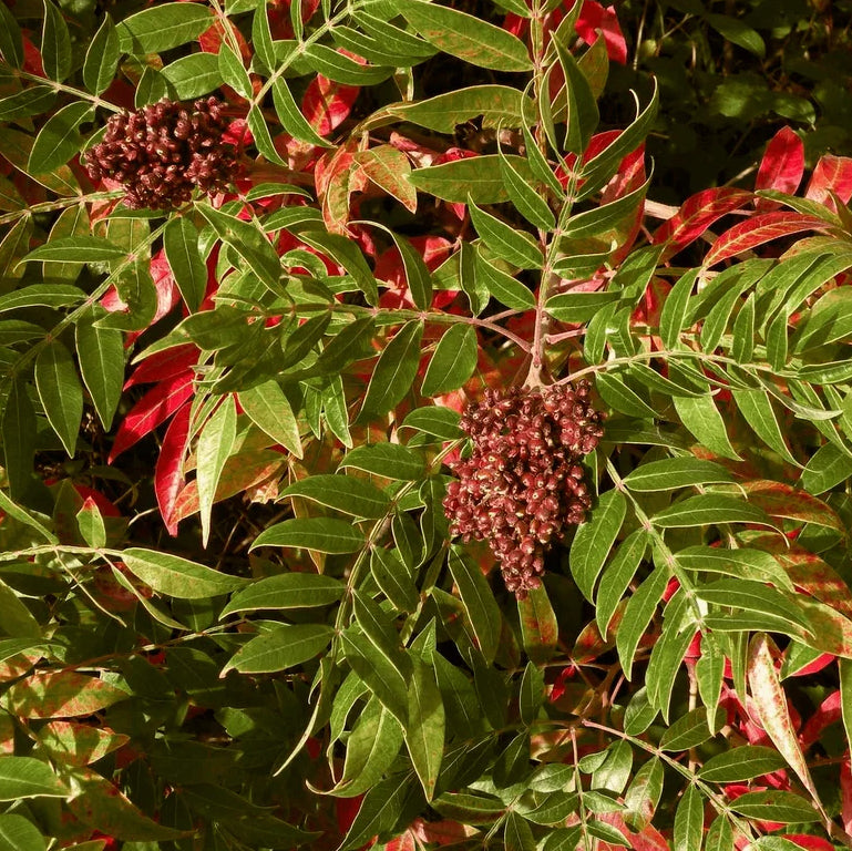 Winged, Shining, or Flameleaf Sumac - Rhus copallina