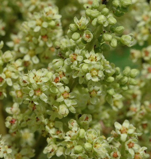Winged, Shining, or Flameleaf Sumac - Rhus copallina