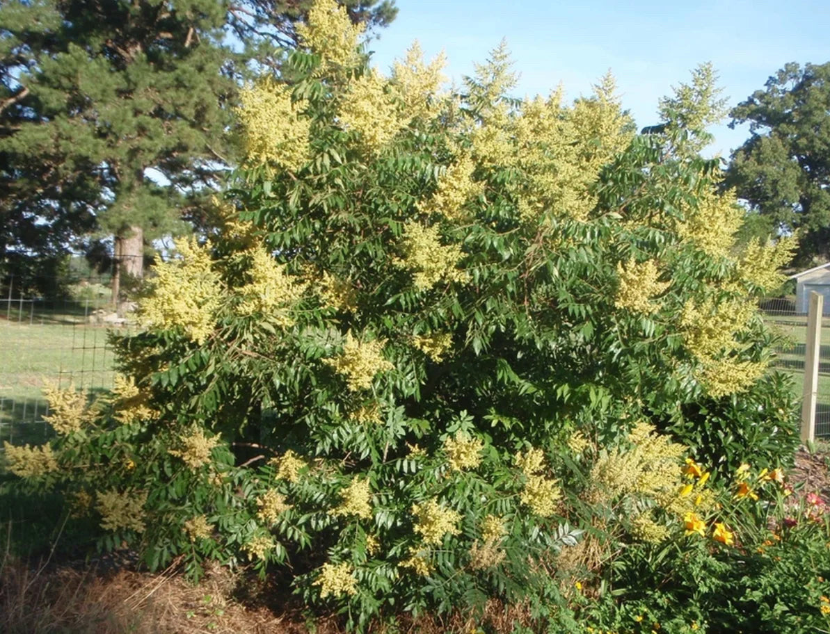 Winged, Shining, or Flameleaf Sumac - Rhus copallina