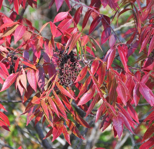 Winged, Shining, or Flameleaf Sumac - Rhus copallina