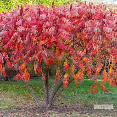 Winged, Shining, or Flameleaf Sumac - Rhus copallina
