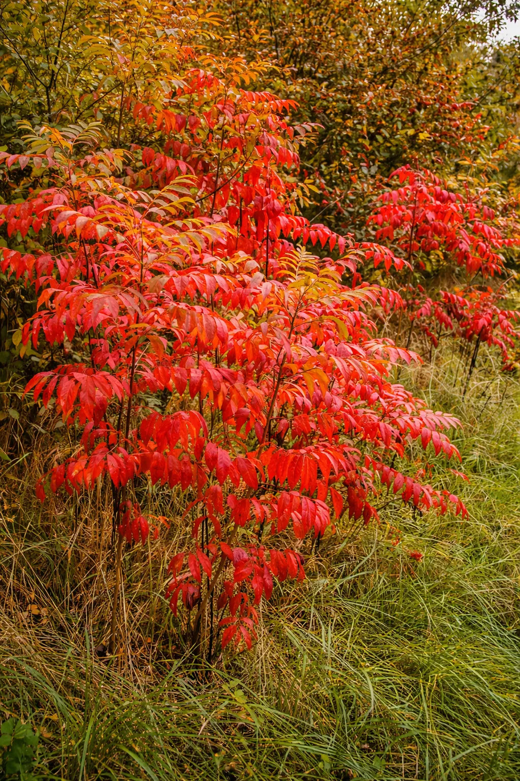 Winged, Shining, or Flameleaf Sumac - Rhus copallina