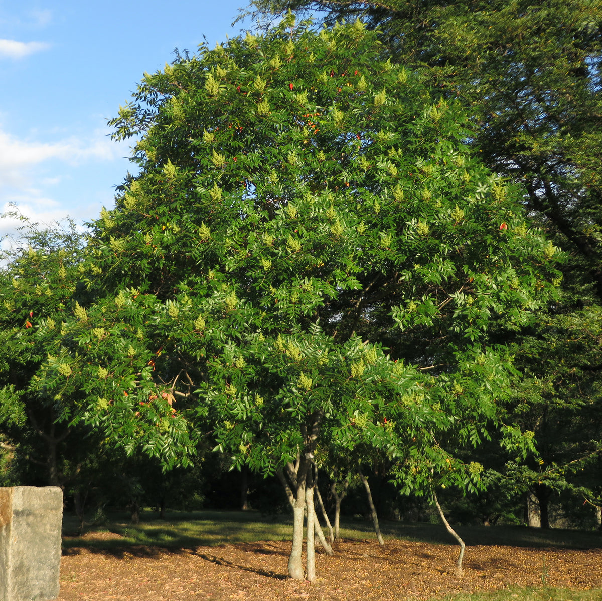 Winged, Shining, or Flameleaf Sumac - Rhus copallina