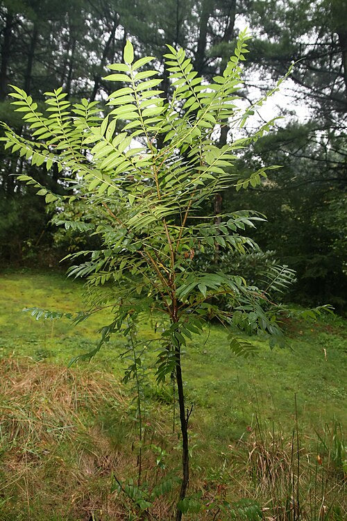 Winged, Shining, or Flameleaf Sumac - Rhus copallina