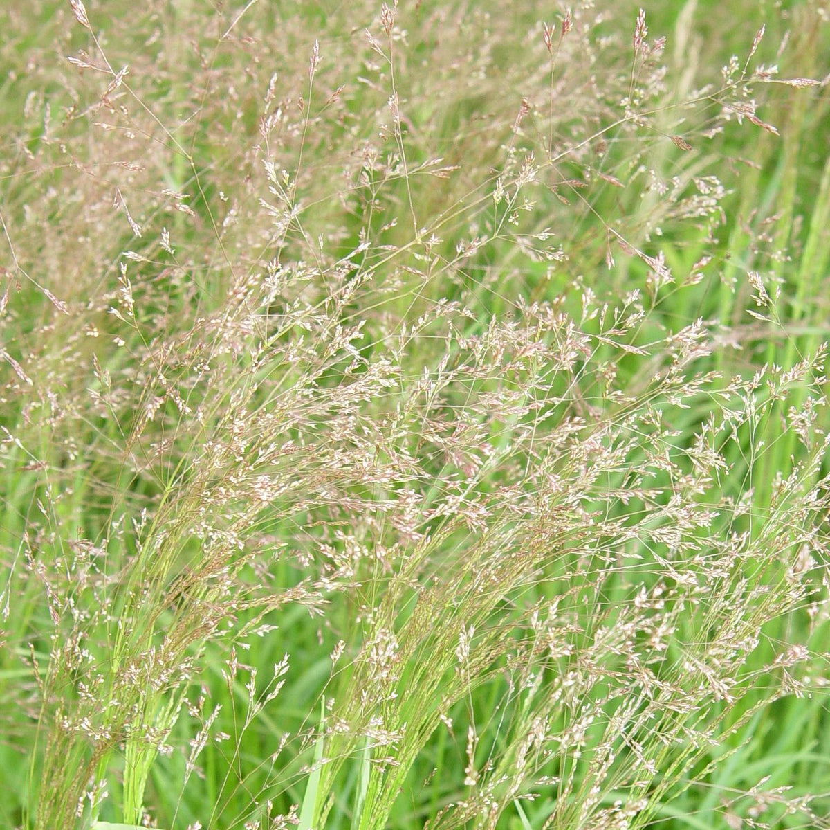 Winter Bentgrass - Agrostis hyemalis