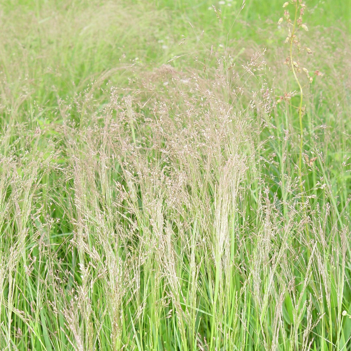 Winter Bentgrass - Agrostis hyemalis