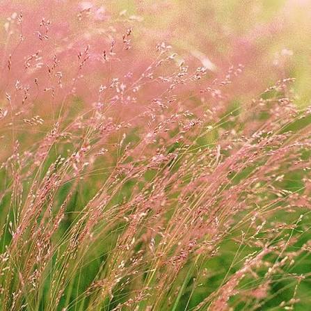 Winter Bentgrass - Agrostis hyemalis