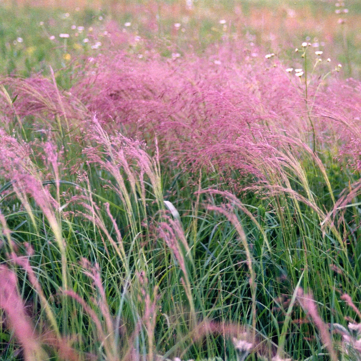 Winter Bentgrass - Agrostis hyemalis