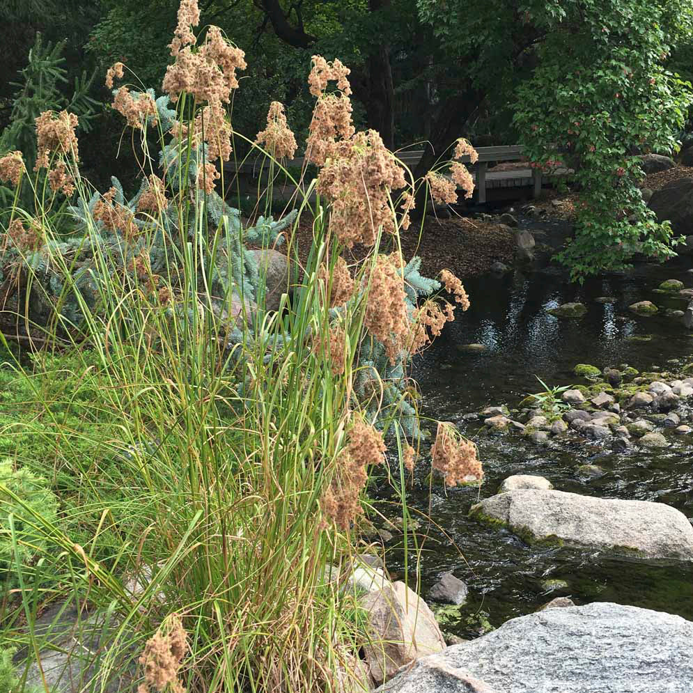 Wool Grass - Scirpus cyperinus