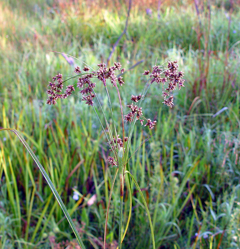 Wool Grass - Scirpus cyperinus